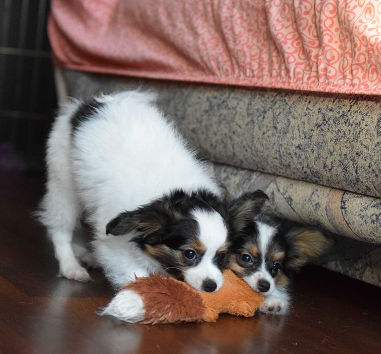 Самый красивый щенок