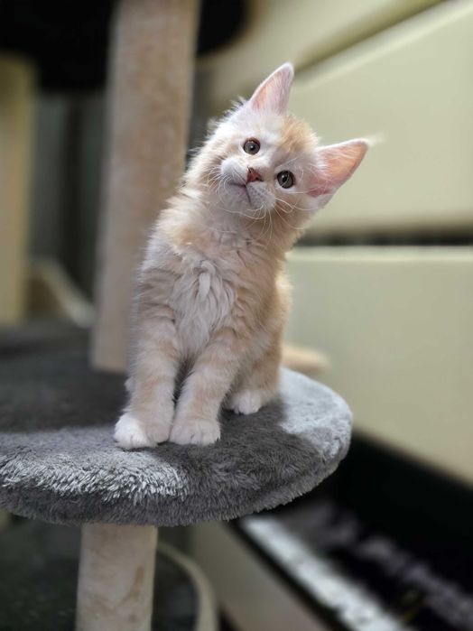 Продаются котята породы мейн-кун 2 мес