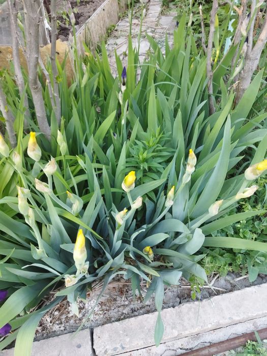 Продам декоративные ирисы и флоксы