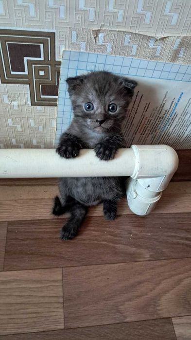 Кошечка девочка в добрые руки. Принесет вам счастье