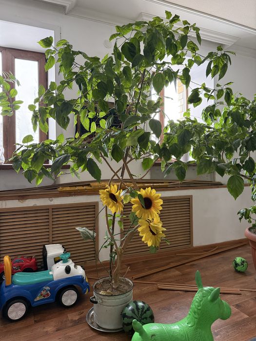 Продам цветок большой