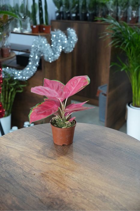 Аглаонема Чина красная