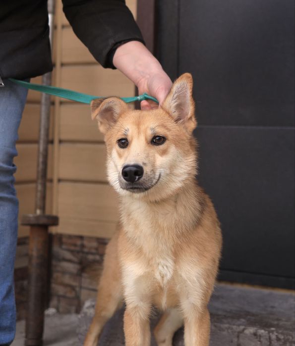 Красивый щенок 6 мес. Ник ищет дом