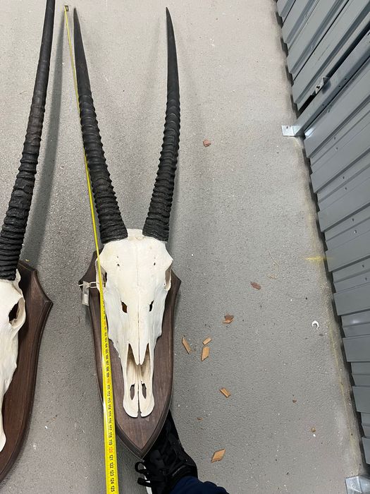 Трофеи, Африка, лов