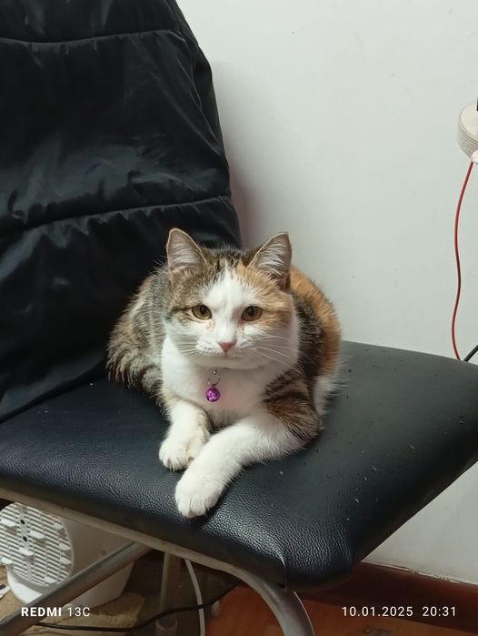 Отдам кошку в добрые руки