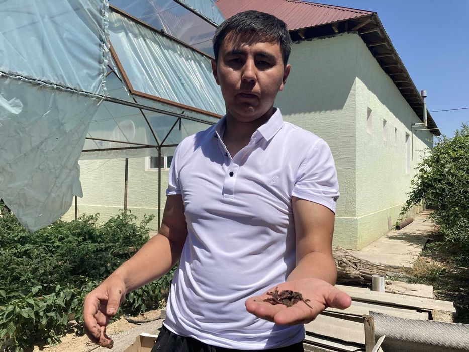 Калифорниялық қызыл құрт