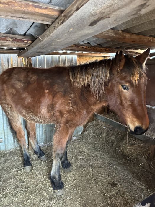 Тай сатылады ұрғашы