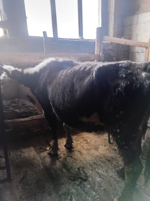 Продается дойная корова