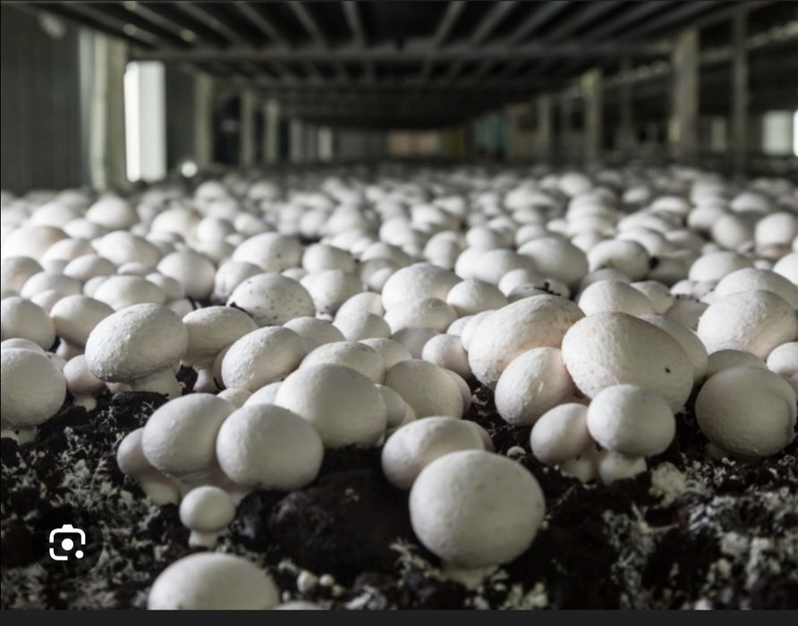 Шампиньоны продам