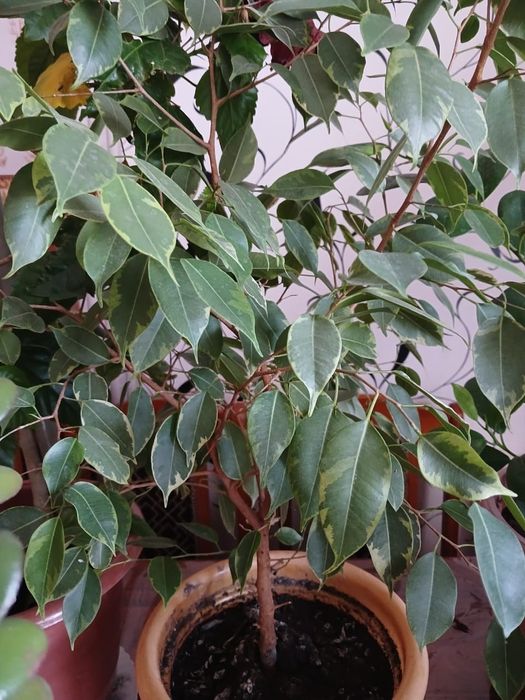 продам комнатные цветы