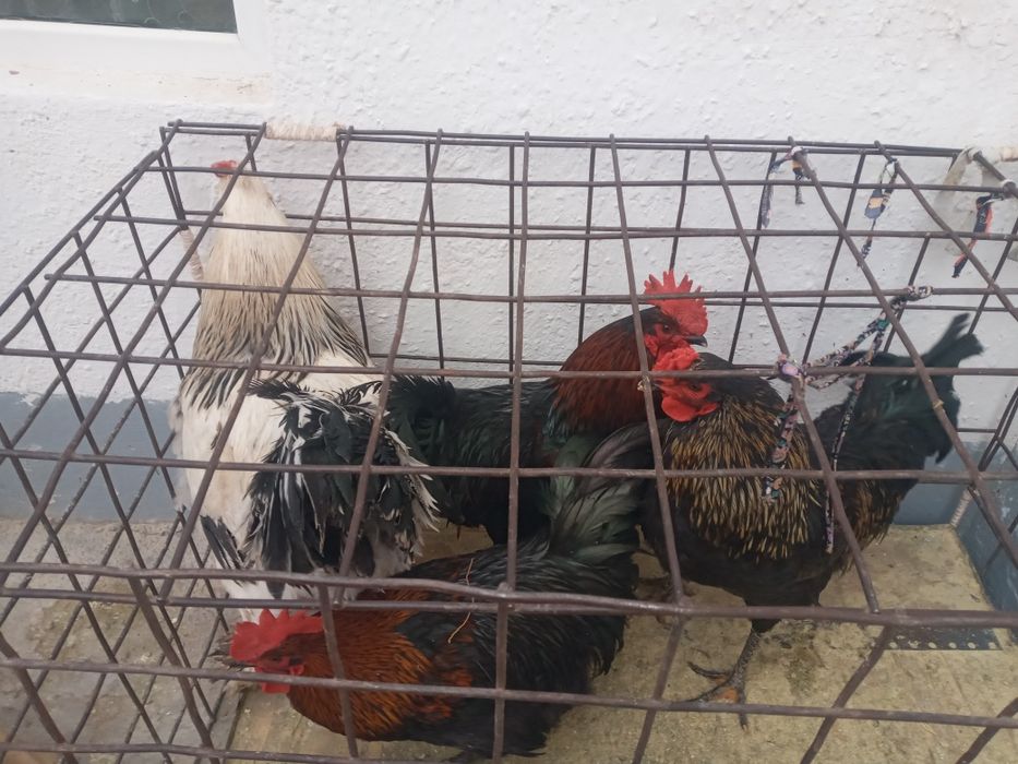 Horoz tovuqlar sotiladi soyishga boqishga