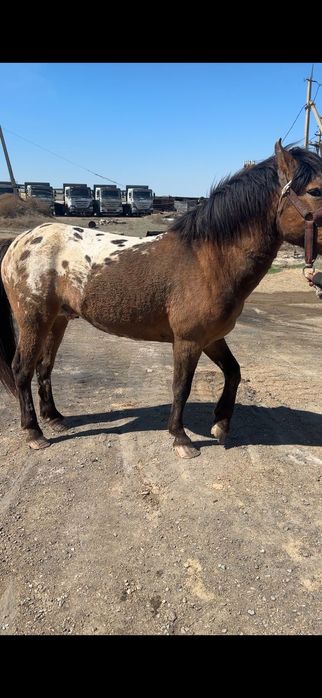 Айгыр 8 жасар сатыладе