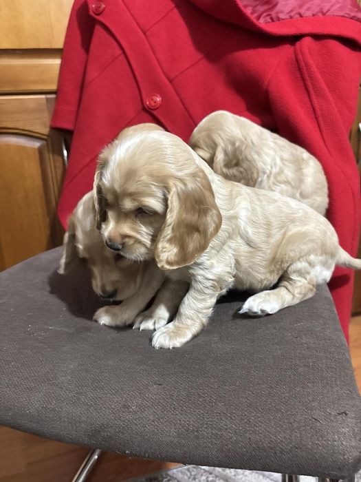 Кокер шпаньол . Малки кученца