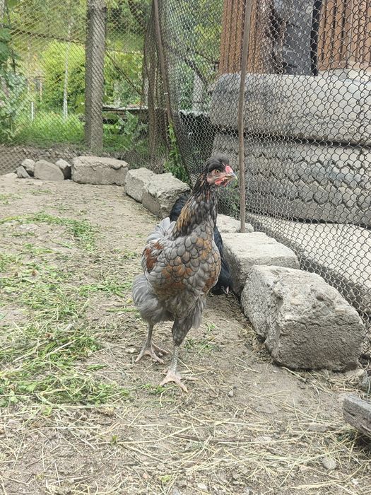 Maternitate pui, și cocoși la 3 luni (50-60) bucata