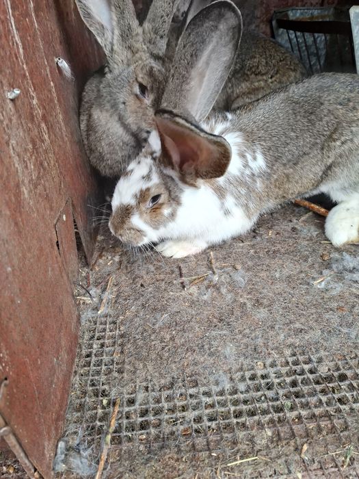 Продавам зайци..