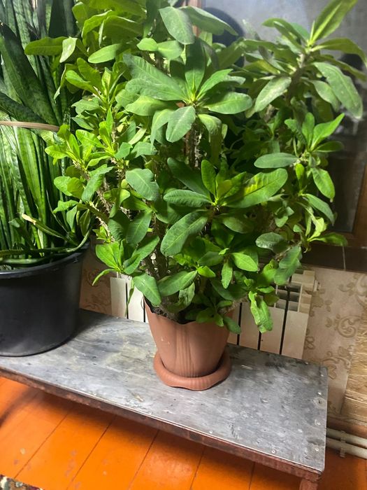 Продам цветы красивые