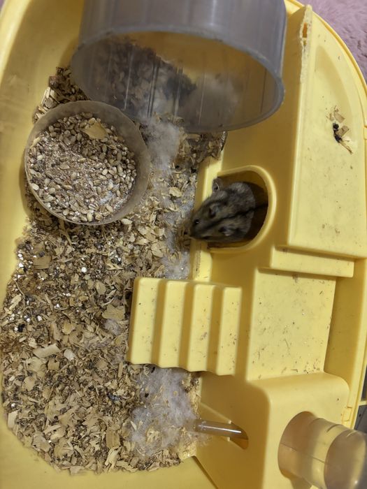 Продам клетку с хомячком