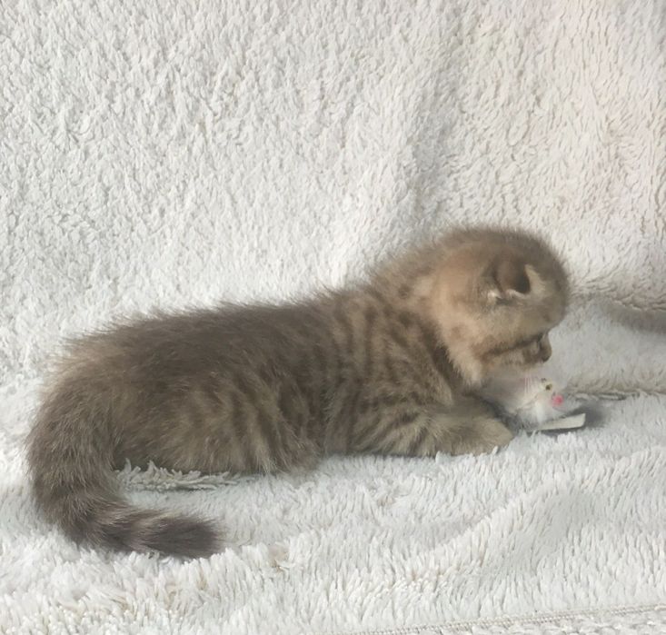 Маленькие плюшевые принцессы .