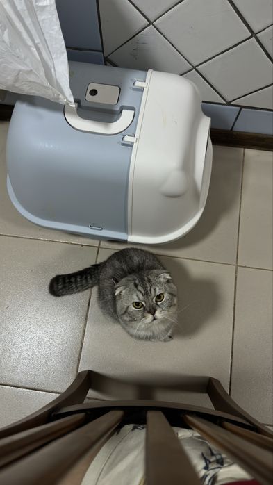 Продается кот скотиш фолд