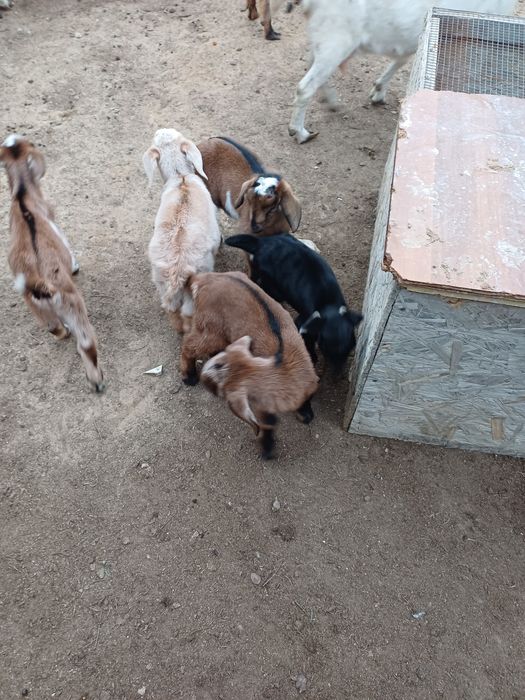 Шыбыш бірінші тума лақтарымен