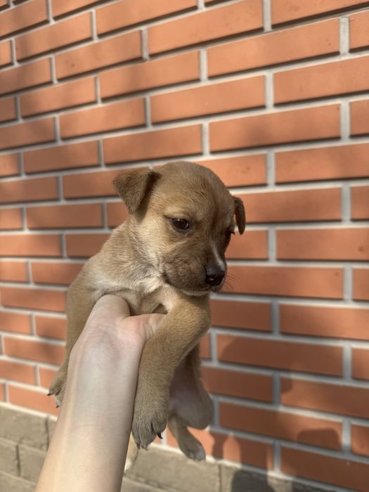 Щенки американского питбультерьера