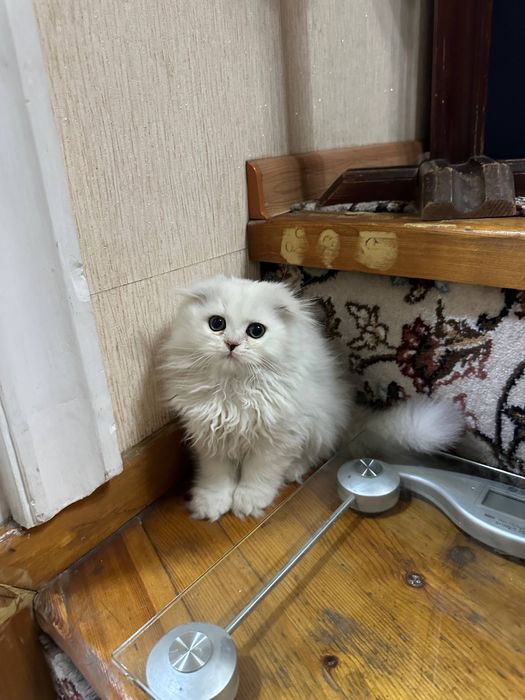 Хайленд скотиш фолд чистокровный