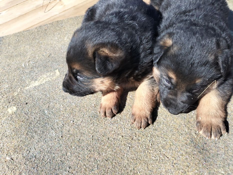 Щенки немецкой овчарки