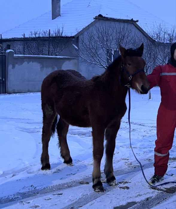 Schimb cu cal de căruța