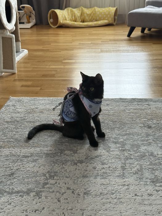 Котенок-девочка ищет семью