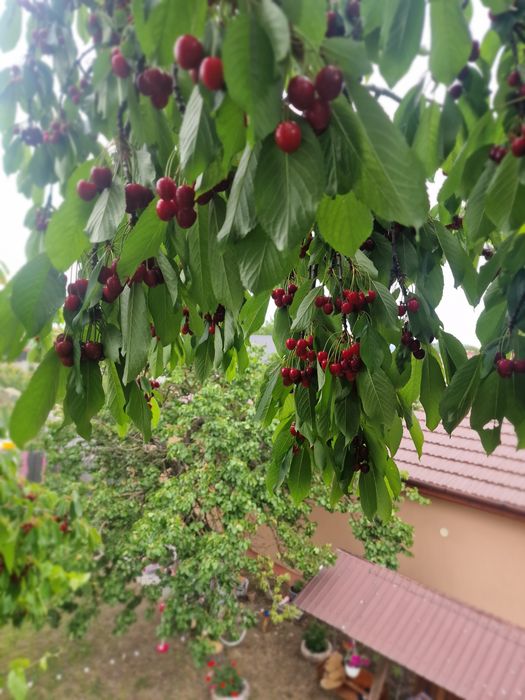 Cireșe 10 lei kg ,Vladimirescu Arad