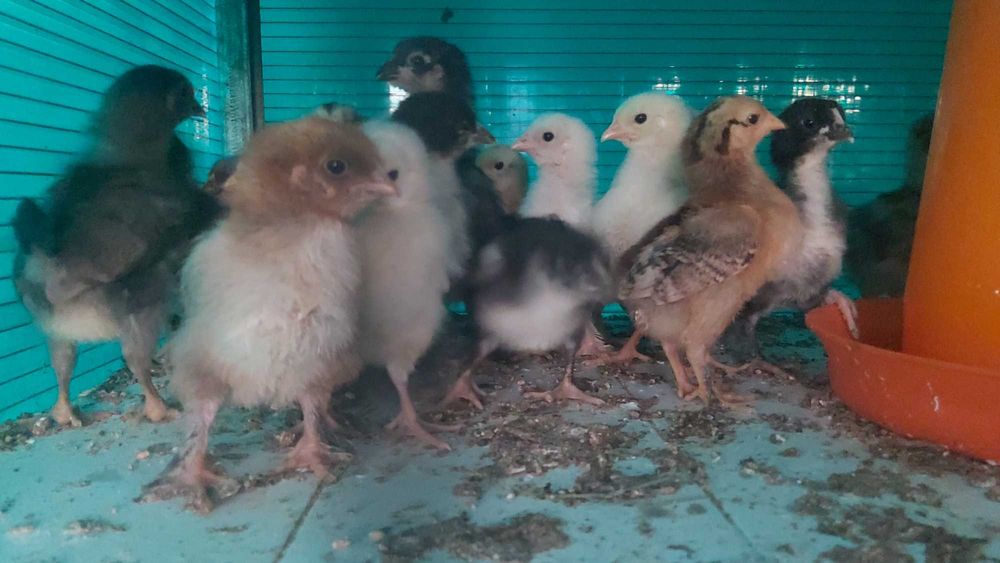 Продаются циплята месячные и двухнедельные.