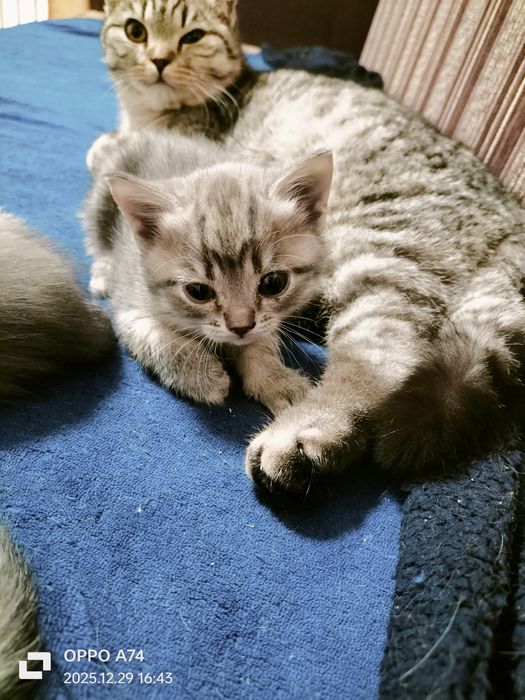 Отдам котят бесплатно