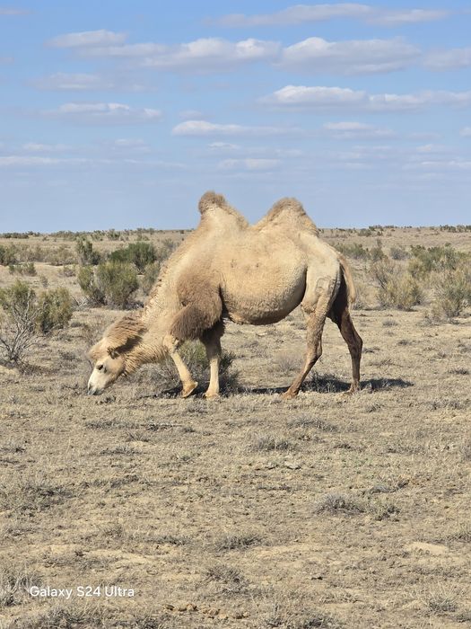Туйе сатылады семиз