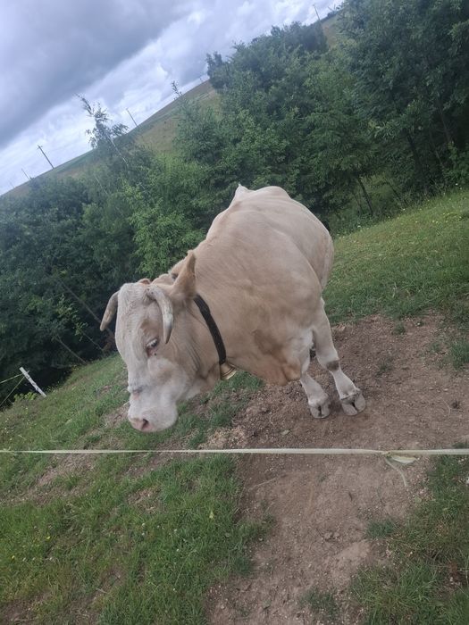Vând vacă bălțată