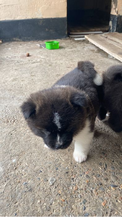 Щенки Акито продаю 250000 к