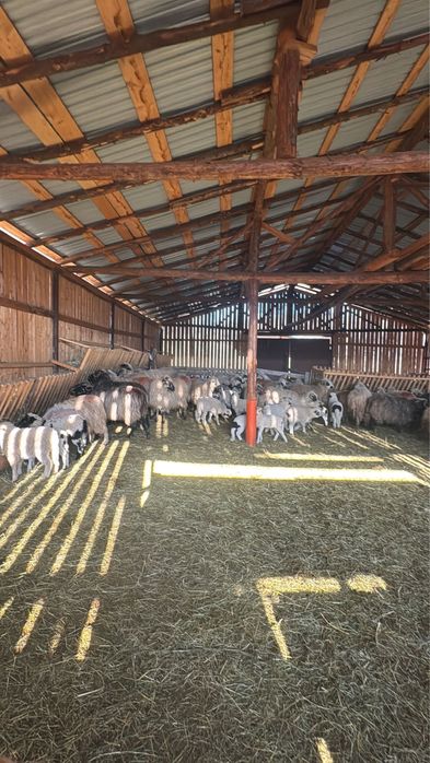 Vand oi cu miei 45 bucati