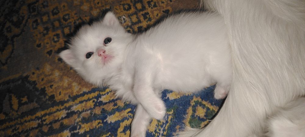 Котята британские чистокровные.