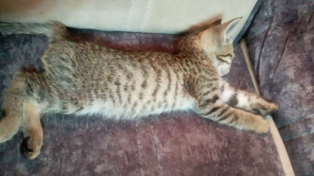 2 Oylik Shirintoy Mushukcha Sotiladi