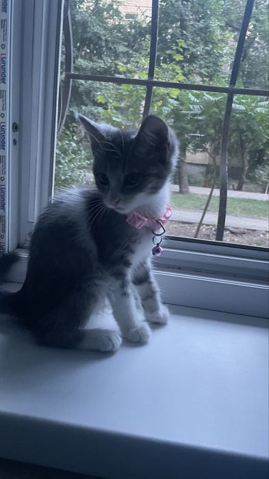 Отдам котенка в добрые руки