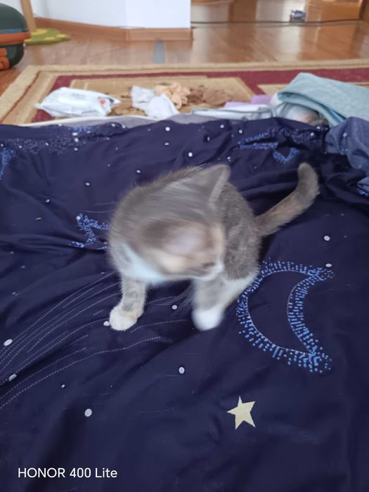 Котята отдам в хорошие руки
