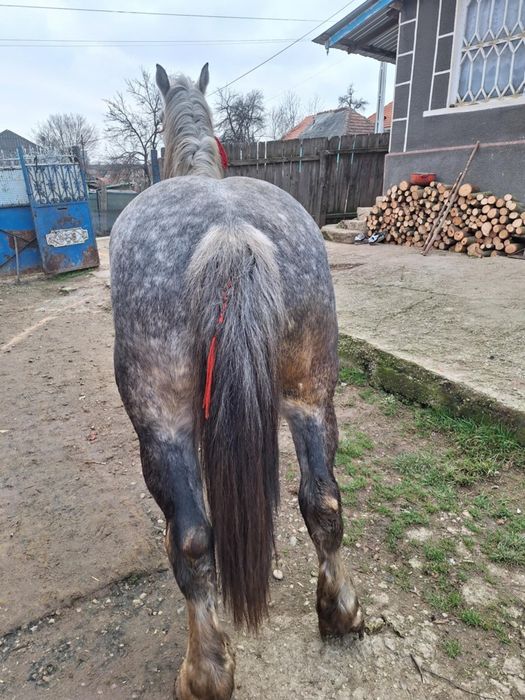 Vand iapa pe 6 ani cuminte