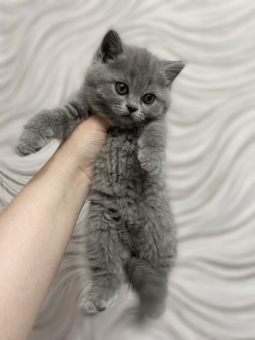 Котята британцы голубого окраса