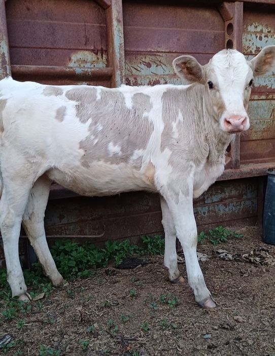 Продам телочку, от молочной коровы.