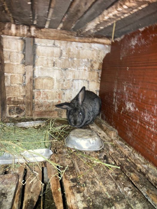 Продам кроликов срочно