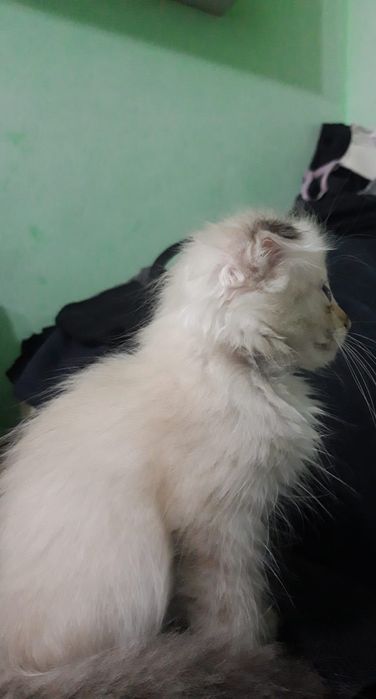 Отдам котёнка девочка