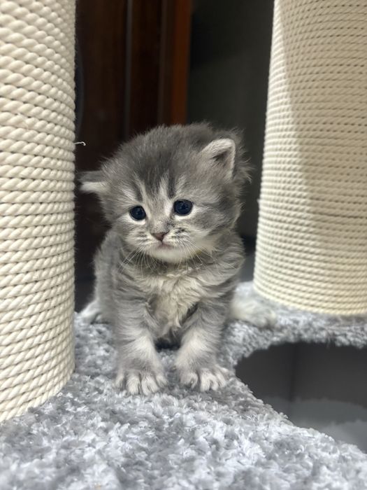 Продается шиншила катенок