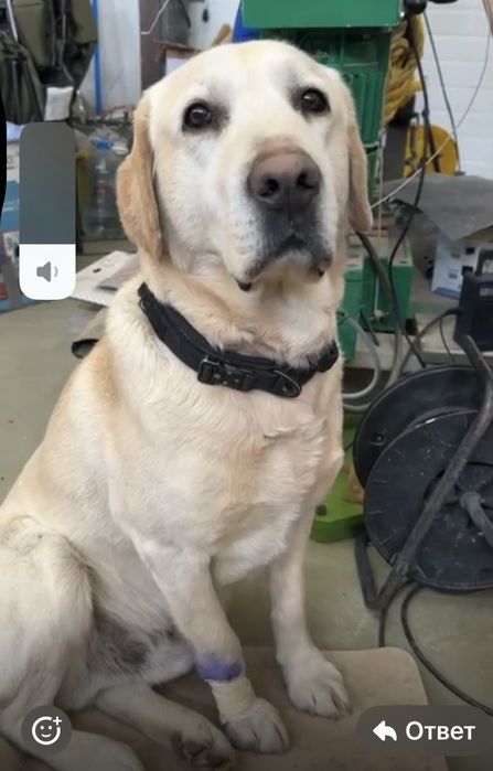 Щенки лабрадор золотистый ретривер