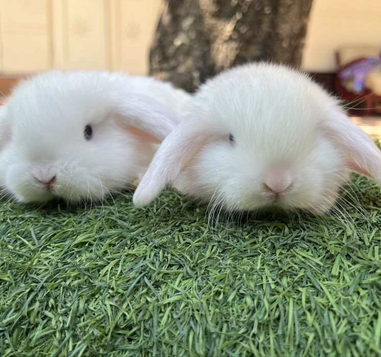Карлыковый кролики | карлик куенлар