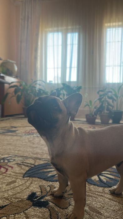 Французский бульдог