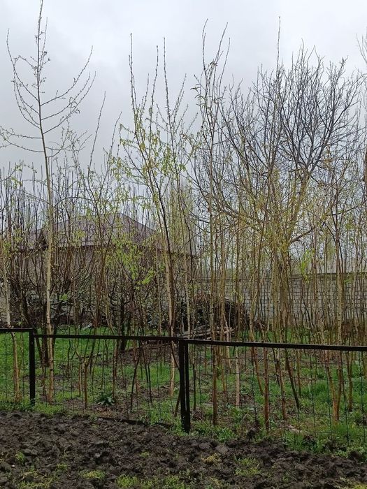 Берёза сотилади нархи 100 Минг сомдан